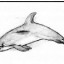 Как рисовать дельфина